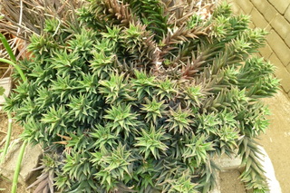 Filename=P1010667.JPG
Filesize=5543KiB
Dimensions=4320x2880
Date added=Sep 23, 2019 P1010667.JPG