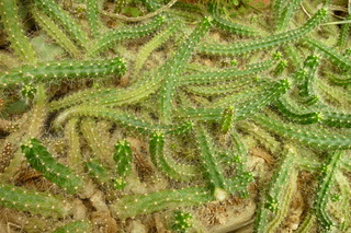 Filename=P1010681.JPG
Filesize=4916KiB
Dimensions=4320x2880
Date added=Sep 23, 2019 P1010681.JPG