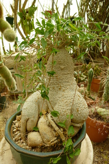 Filename=P1010682.JPG
Filesize=4608KiB
Dimensions=2880x4320
Date added=Sep 23, 2019 P1010682.JPG