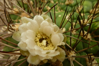 Filename=P1010684.JPG
Filesize=4904KiB
Dimensions=4320x2880
Date added=Sep 23, 2019 P1010684.JPG