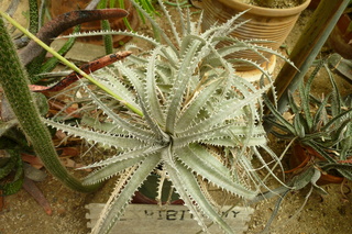 Filename=P1010694.JPG
Filesize=5211KiB
Dimensions=4320x2880
Date added=Sep 23, 2019 P1010694.JPG