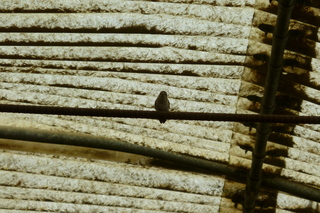 Filename=P1010696.JPG
Filesize=5356KiB
Dimensions=4320x2880
Date added=Sep 23, 2019 P1010696.JPG