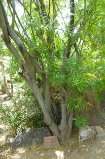 Filename=P1010700.JPG
Filesize=4317KiB
Dimensions=2880x4320
Date added=Sep 23, 2019 P1010700.JPG