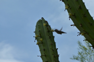 Filename=P1010706.JPG
Filesize=4759KiB
Dimensions=4320x2880
Date added=Sep 23, 2019 P1010706.JPG