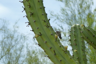 Filename=P1010707.JPG
Filesize=5029KiB
Dimensions=4320x2880
Date added=Sep 23, 2019 P1010707.JPG