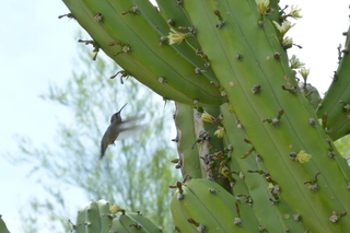 Filename=P1010708.JPG
Filesize=5024KiB
Dimensions=4320x2880
Date added=Sep 23, 2019 P1010708.JPG