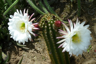 Filename=P1010721.JPG
Filesize=5393KiB
Dimensions=4320x2880
Date added=Sep 23, 2019 P1010721.JPG