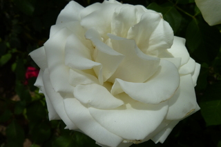 Filename=P1010735.JPG
Filesize=4349KiB
Dimensions=4320x2880
Date added=Sep 23, 2019 P1010735.JPG