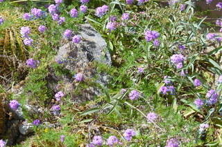 Filename=P1010738.JPG
Filesize=5301KiB
Dimensions=4320x2880
Date added=Sep 23, 2019 P1010738.JPG