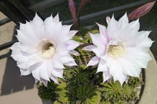 Filename=P1010747.JPG
Filesize=5136KiB
Dimensions=4320x2880
Date added=Sep 23, 2019 P1010747.JPG