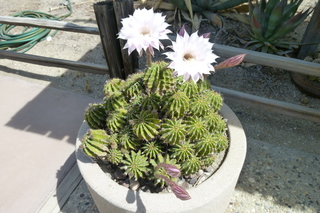 Filename=P1010748.JPG
Filesize=5040KiB
Dimensions=4320x2880
Date added=Sep 23, 2019 P1010748.JPG