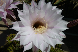 Filename=P1010750.JPG
Filesize=4630KiB
Dimensions=4320x2880
Date added=Sep 23, 2019 P1010750.JPG