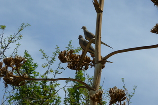 Filename=P1010754.JPG
Filesize=4976KiB
Dimensions=4320x2880
Date added=Sep 23, 2019 P1010754.JPG