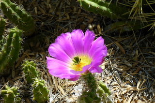 Filename=P1010758.JPG
Filesize=5429KiB
Dimensions=4320x2880
Date added=Sep 23, 2019 P1010758.JPG