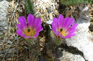 Filename=P1010759.JPG
Filesize=5139KiB
Dimensions=4320x2880
Date added=Sep 23, 2019 P1010759.JPG