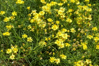 Filename=P1010770.JPG
Filesize=5370KiB
Dimensions=4320x2880
Date added=Sep 23, 2019 P1010770.JPG