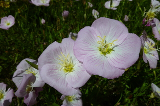 Filename=P1010772.JPG
Filesize=5086KiB
Dimensions=4320x2880
Date added=Sep 23, 2019 P1010772.JPG