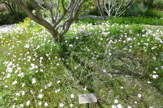 Filename=P1010773.JPG
Filesize=5218KiB
Dimensions=4320x2880
Date added=Sep 23, 2019 P1010773.JPG