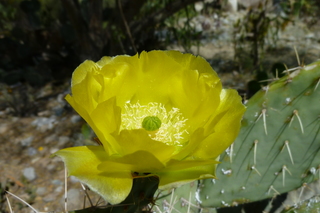 Filename=P1010782.JPG
Filesize=4930KiB
Dimensions=4320x2880
Date added=Sep 23, 2019 P1010782.JPG