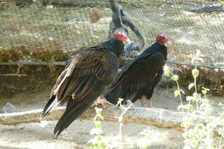 Filename=P1010789.JPG
Filesize=5303KiB
Dimensions=4320x2880
Date added=Sep 23, 2019 P1010789.JPG