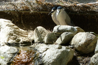 Filename=P1010793.JPG
Filesize=5503KiB
Dimensions=4320x2880
Date added=Sep 23, 2019 P1010793.JPG