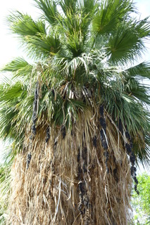 Filename=P1010798.JPG
Filesize=4460KiB
Dimensions=2880x4320
Date added=Sep 23, 2019 P1010798.JPG