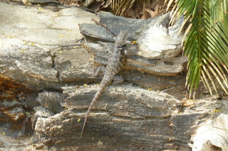 Filename=P1010807.JPG
Filesize=5506KiB
Dimensions=4320x2880
Date added=Sep 23, 2019 P1010807.JPG