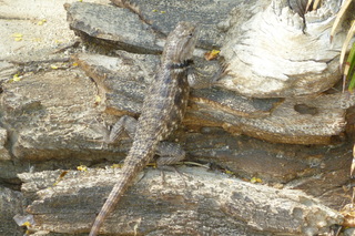 Filename=P1010808.JPG
Filesize=5525KiB
Dimensions=4320x2880
Date added=Sep 23, 2019 P1010808.JPG