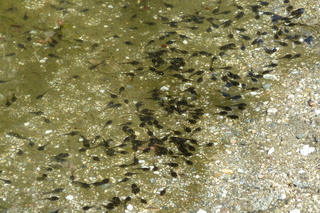 Filename=P1010811.JPG
Filesize=5392KiB
Dimensions=4320x2880
Date added=Sep 23, 2019 P1010811.JPG