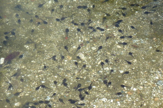 Filename=P1010812.JPG
Filesize=5277KiB
Dimensions=4320x2880
Date added=Sep 23, 2019 P1010812.JPG