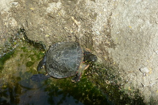 Filename=P1010819.JPG
Filesize=4985KiB
Dimensions=4320x2880
Date added=Sep 23, 2019 P1010819.JPG