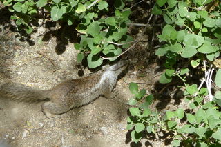 Filename=P1010823.JPG
Filesize=5435KiB
Dimensions=4320x2880
Date added=Sep 23, 2019 P1010823.JPG