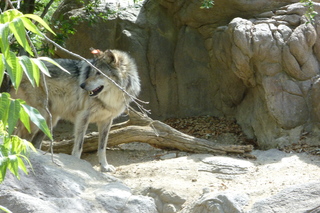 Filename=P1010828.JPG
Filesize=5080KiB
Dimensions=4320x2880
Date added=Sep 23, 2019 P1010828.JPG