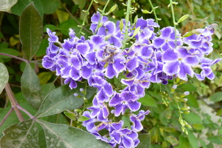 Filename=P1010851.JPG
Filesize=5036KiB
Dimensions=4320x2880
Date added=Sep 23, 2019 P1010851.JPG