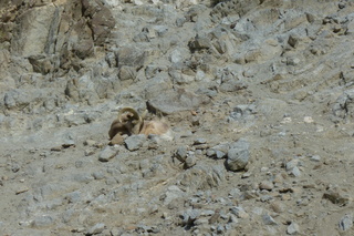 Filename=P1010854.JPG
Filesize=5215KiB
Dimensions=4320x2880
Date added=Sep 23, 2019 P1010854.JPG