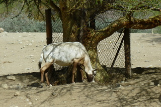 Filename=P1010866.JPG
Filesize=4833KiB
Dimensions=4320x2880
Date added=Sep 23, 2019 P1010866.JPG