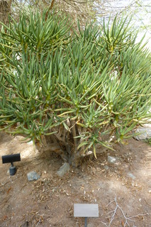 Filename=P1010867.JPG
Filesize=4264KiB
Dimensions=2880x4320
Date added=Sep 23, 2019 P1010867.JPG