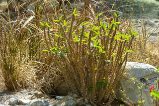 Filename=P1010868.JPG
Filesize=5258KiB
Dimensions=4320x2880
Date added=Sep 23, 2019 P1010868.JPG