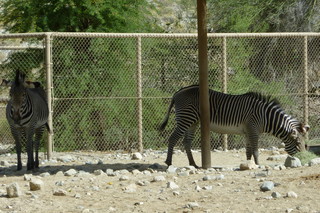 Filename=P1010869.JPG
Filesize=5156KiB
Dimensions=4320x2880
Date added=Sep 23, 2019 P1010869.JPG