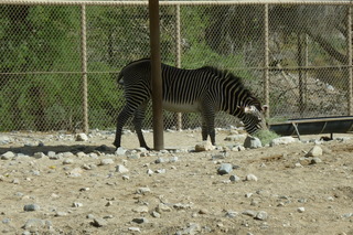 Filename=P1010870.JPG
Filesize=5075KiB
Dimensions=4320x2880
Date added=Sep 23, 2019 P1010870.JPG