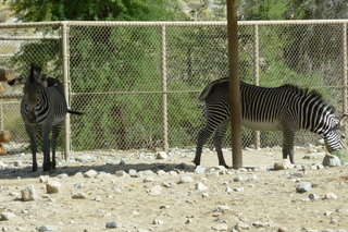 Filename=P1010871.JPG
Filesize=5293KiB
Dimensions=4320x2880
Date added=Sep 23, 2019 P1010871.JPG