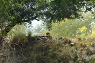 Filename=P1010877.JPG
Filesize=5007KiB
Dimensions=4320x2880
Date added=Sep 23, 2019 P1010877.JPG