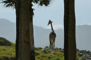 Filename=P1010883.JPG
Filesize=5037KiB
Dimensions=4320x2880
Date added=Sep 23, 2019 P1010883.JPG