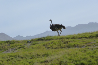 Filename=P1010887.JPG
Filesize=4992KiB
Dimensions=4320x2880
Date added=Sep 23, 2019 P1010887.JPG