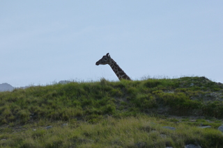 Filename=P1010891.JPG
Filesize=5068KiB
Dimensions=4320x2880
Date added=Sep 23, 2019 P1010891.JPG