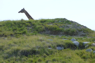 Filename=P1010894.JPG
Filesize=5362KiB
Dimensions=4320x2880
Date added=Sep 23, 2019 P1010894.JPG