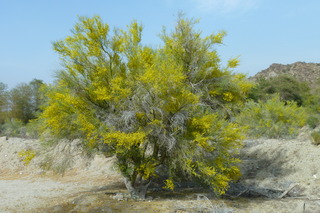 Filename=P1010896.JPG
Filesize=4800KiB
Dimensions=4320x2880
Date added=Sep 23, 2019 P1010896.JPG