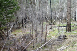 Filename=P1020954.JPG
Filesize=5187KiB
Dimensions=4320x2880
Date added=Sep 23, 2019 P1020954.JPG