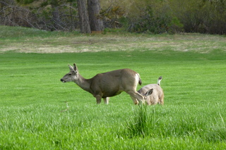 Filename=P1030163.JPG
Filesize=5213KiB
Dimensions=4320x2880
Date added=Sep 23, 2019 P1030163.JPG