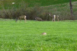 Filename=P1030164.JPG
Filesize=5530KiB
Dimensions=4320x2880
Date added=Sep 23, 2019 P1030164.JPG